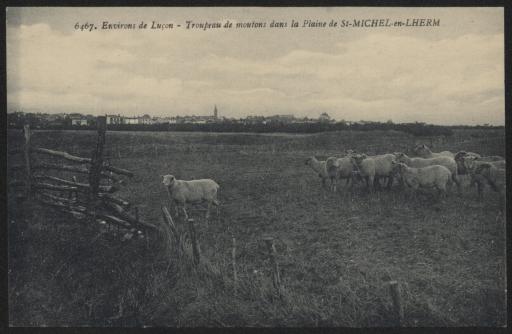 Un troupeau de moutons en pâture dans la plaine.