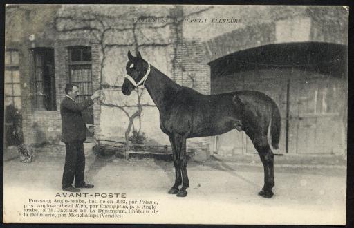 Mouchamps. - Le pur-sang anglo-arabe "Avant Poste", de l'élevage de chevaux de M. Jacques de La Débuterie, au château de la Débuterie.