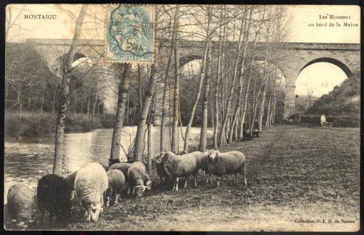 Montaigu. - Troupeaux de moutons et de vaches (vues 1-6), lapins angora de l'élevage de Mme veuve Douillard (vues 7-8).