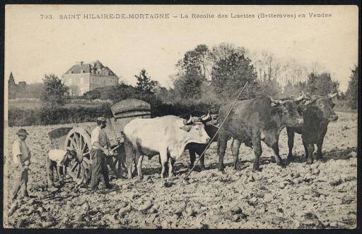 Saint-Hilaire-de-Mortagne. - La récolte des lisettes (betteraves).