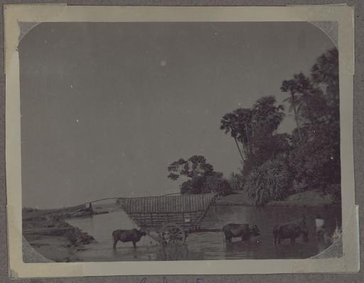 Vues de Ceylan, datées de mai-juin 1945 (vues 1-7) et du 14 janvier 1946 (vues 8-12) : photos-cartes achetées de différents lieux non identifiés, excepté Trincomalee (vue 10), ainsi que de Ceylanais et d'éléphants domestiqués.