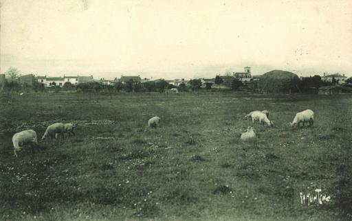Prairie et moutons (vue du bourg).