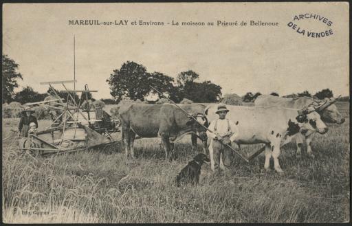 La moisson au prieuré de Bellenoue : agriculteurs, bovins.