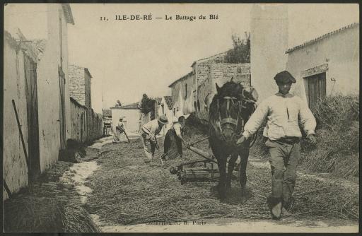L'île de Ré. - Le battage du blé, à l'aide d'un cheval de trait, dans une rue de l'île.